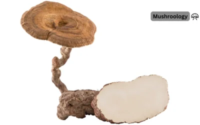 How to Grow Tiger Milk Mushroom (Lignosus rhinocerus): Complete Guide 2025