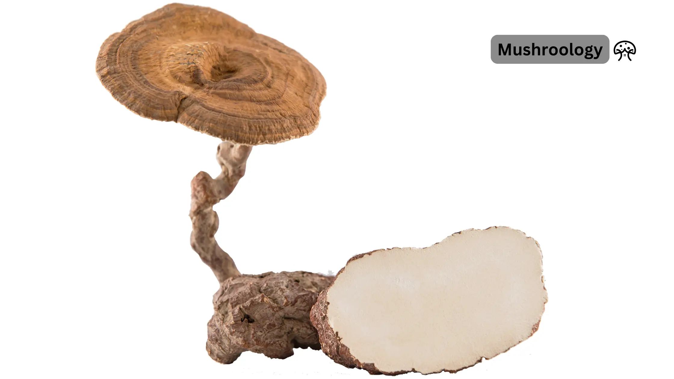 Tiger milk mushroom