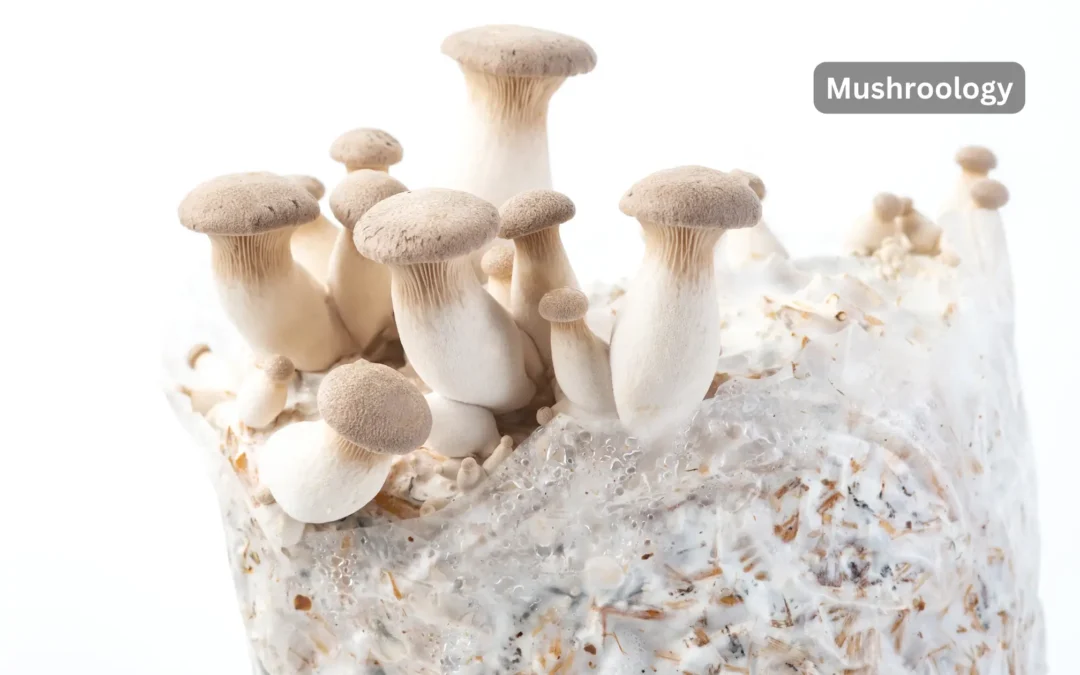 How to Grow King Oyster Mushrooms: Indoor & Outdoor Guide