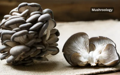 How to grow blue oyster mushrooms at home: Complete beginner’s guide