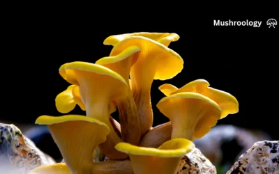 Growing Yellow Oyster Mushrooms at Home: The Complete Guide