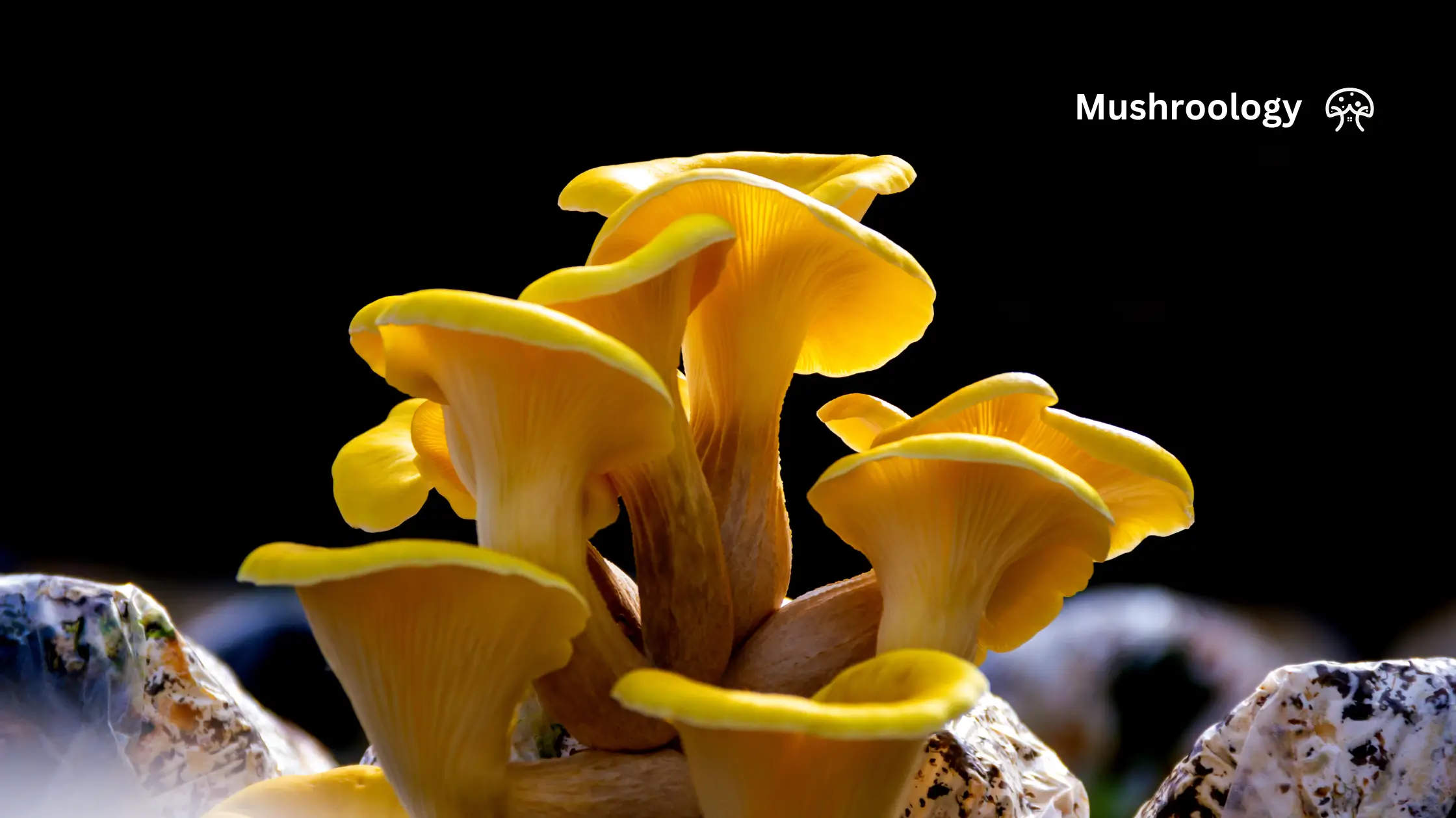Grow Yellow oyster mushroom