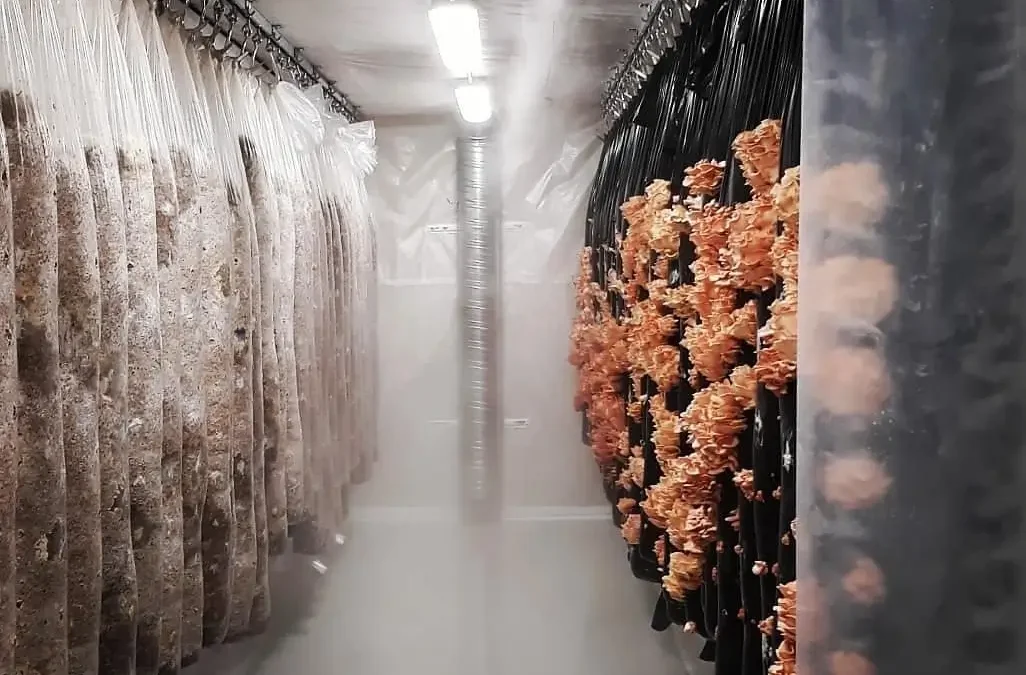 How to cultivate mushrooms on mushroom towers: Your complete vertical growing guide