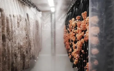 How to cultivate mushrooms on mushroom towers: Your complete vertical growing guide