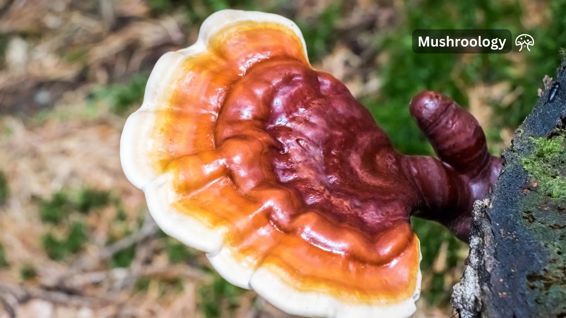 reishi mushroom benefits